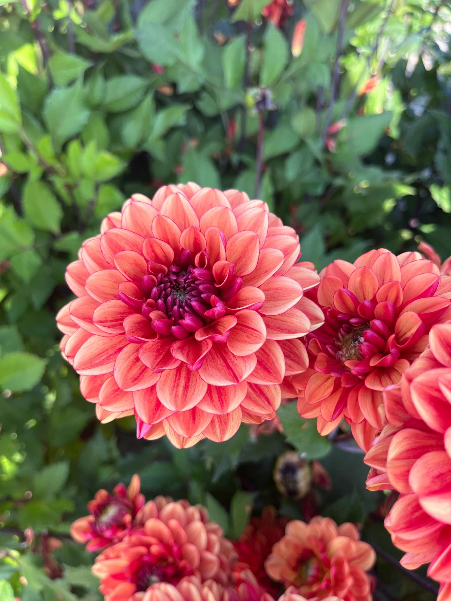 Daalia ‘Glossy Bonanza’